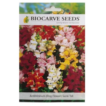 Antirrhinum Semi Tall Mixed Flower Seeds