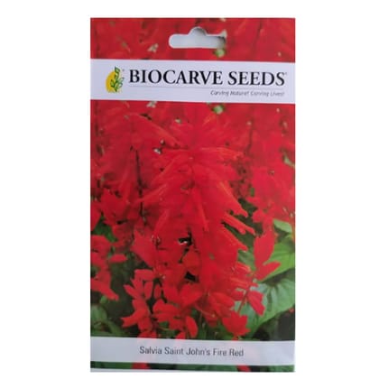 Salvia Saint John's Fire Red Flower Seeds