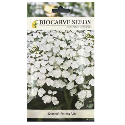 Iberis Candytuft Emress Alba Flower Seeds