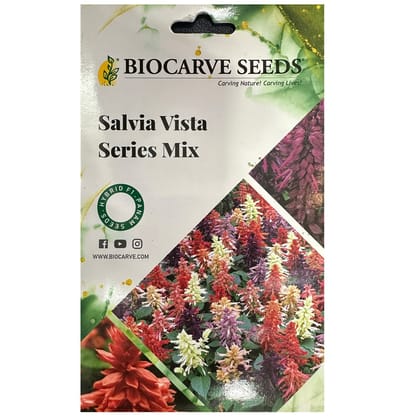 Salvia Vista Series Mix Flower Seeds