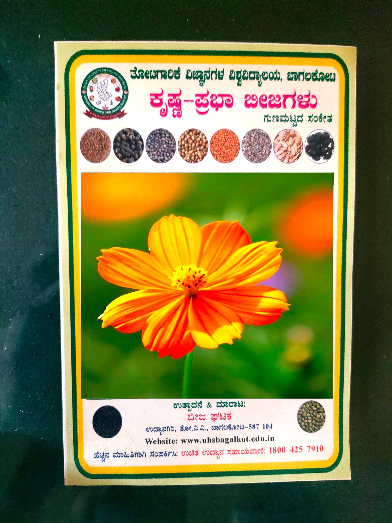 NSC COSMOS ORANGE FLOWER SEEDS-10 gms