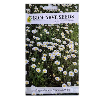 Chrysanthemum Paludosum White Flower Seeds