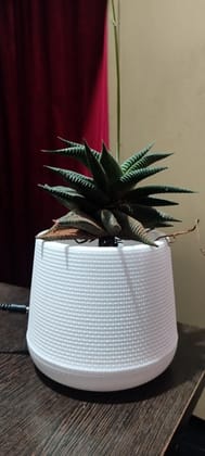 sonchiraiya indoor duro pot of 1