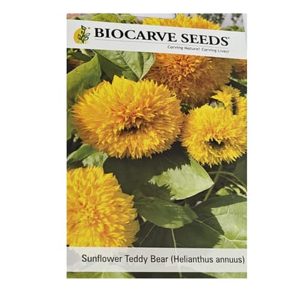 Sunflower Teddy Bear (Helianthus annuus) Flower Seeds