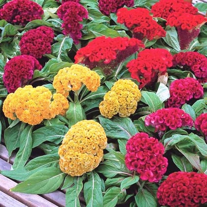 CELOSIA CRIST DWF CORAL GARDEN MIXED SEEDS