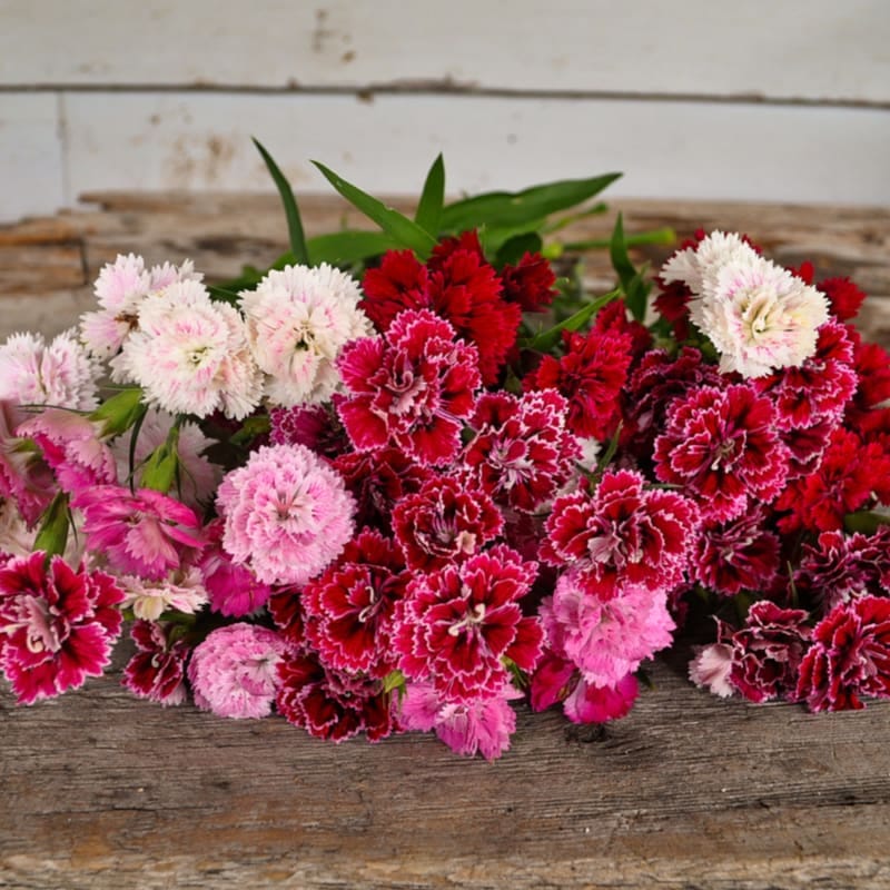 DIANTHUS F1 DOUBLE  DYNASTY MIX SEEDS