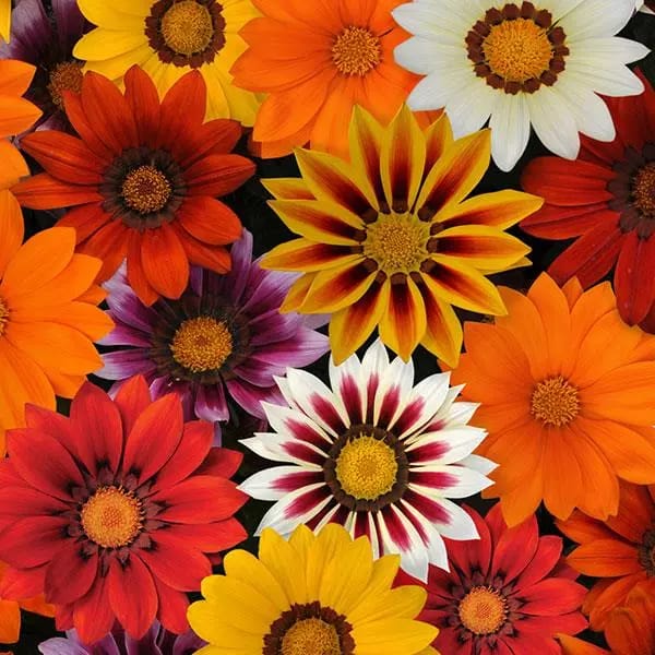 GAZANIA NEW DAY MIX SEEDS