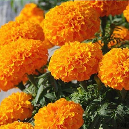 MARIGOLD INCA ORANGE SEEDS