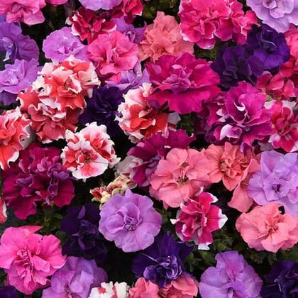 PETUNIA DOUBLE DUO MIX SEEDS