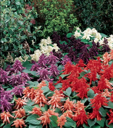 SALVIA VISTA MIX SEEDS