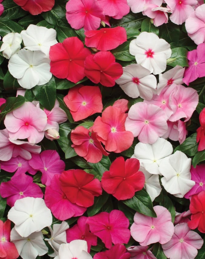 VINCA PACIFICA XP MIX SEEDS