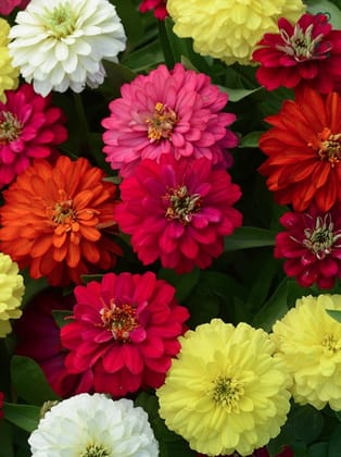 ZINNIA DREAMLAND MIX SEEDS