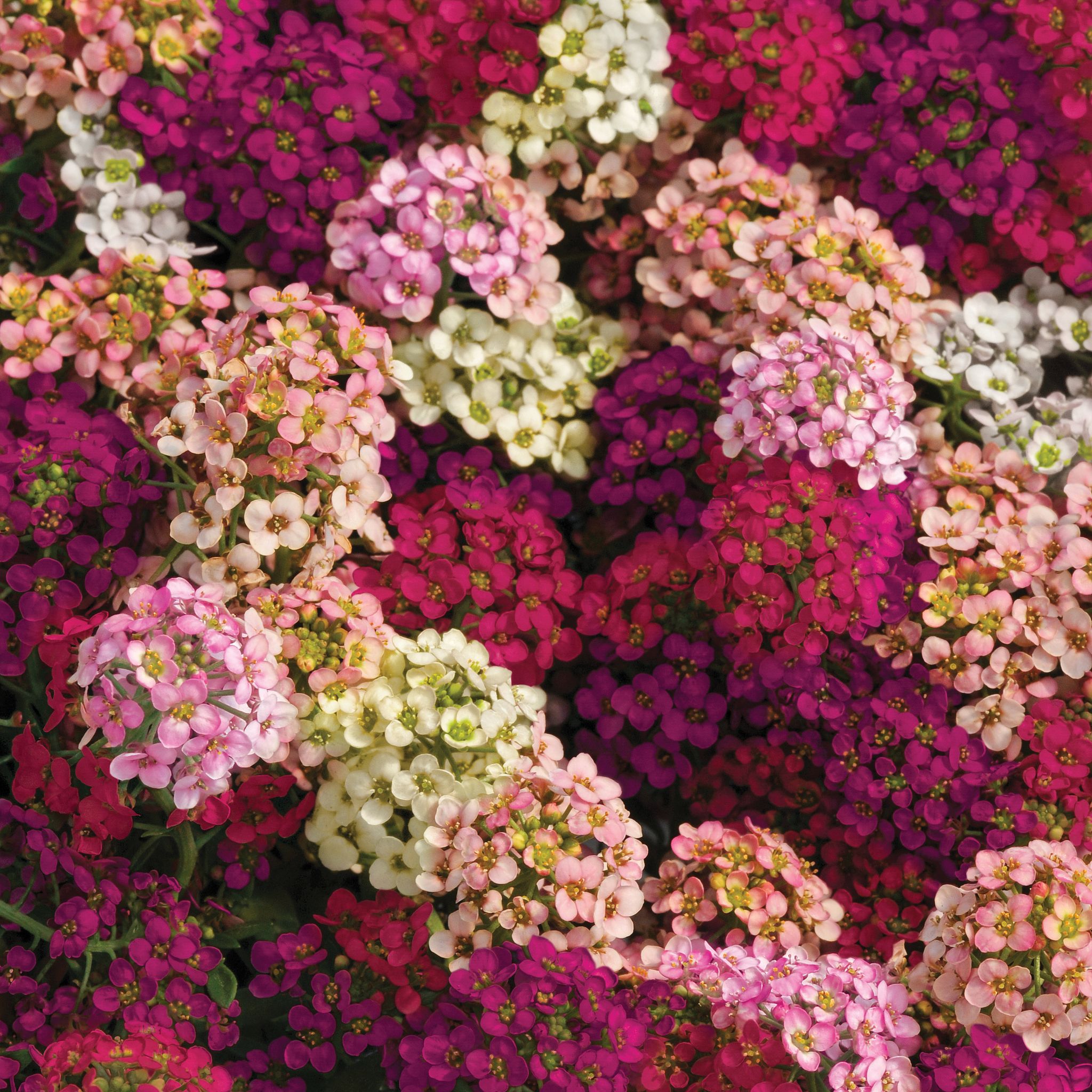 ALYSSUM EASTER BONNET MIX SEEDS