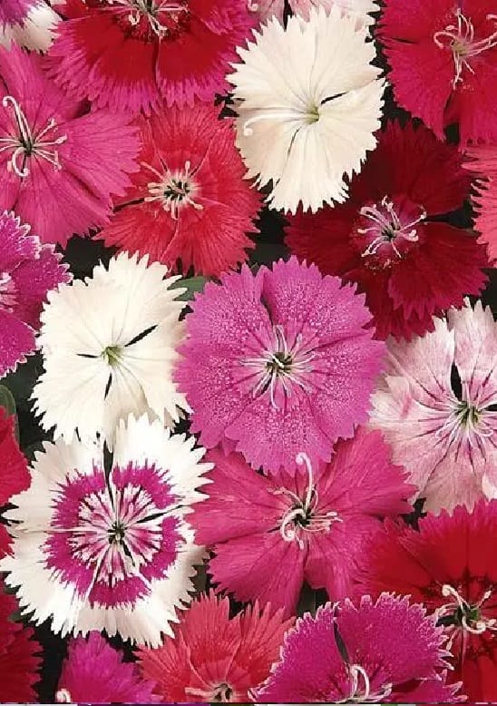 DIANTHUS IDEAL SELECT MIX SEEDS