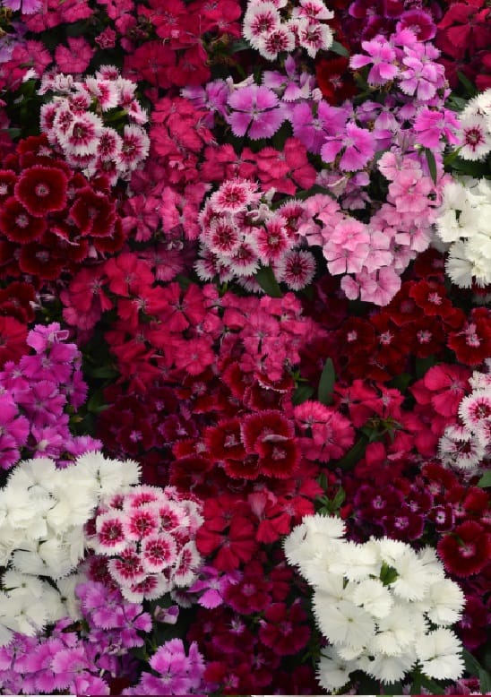 DIANTHUS FLORAL LACE MIX PL SEEDS