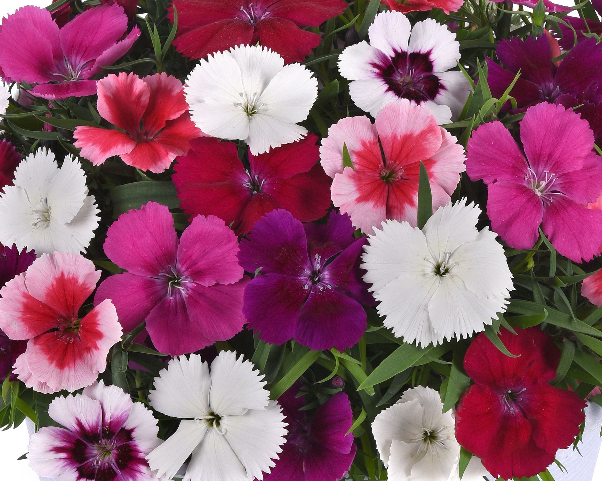 DIANTHUS CORONET MIX PL SEEDS