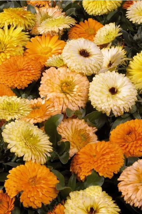 CALENDULA BON BON MIXED SEEDS