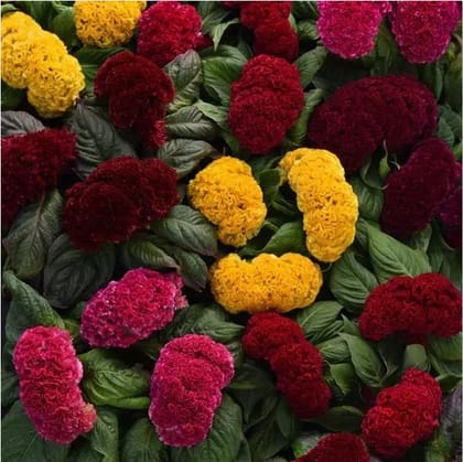 CELOSIA CONCERTIA MIX SEEDS