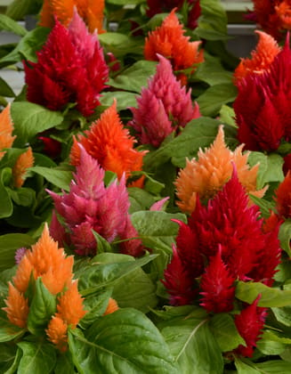 CELOSIA ICE CREAM MIX SEEDS