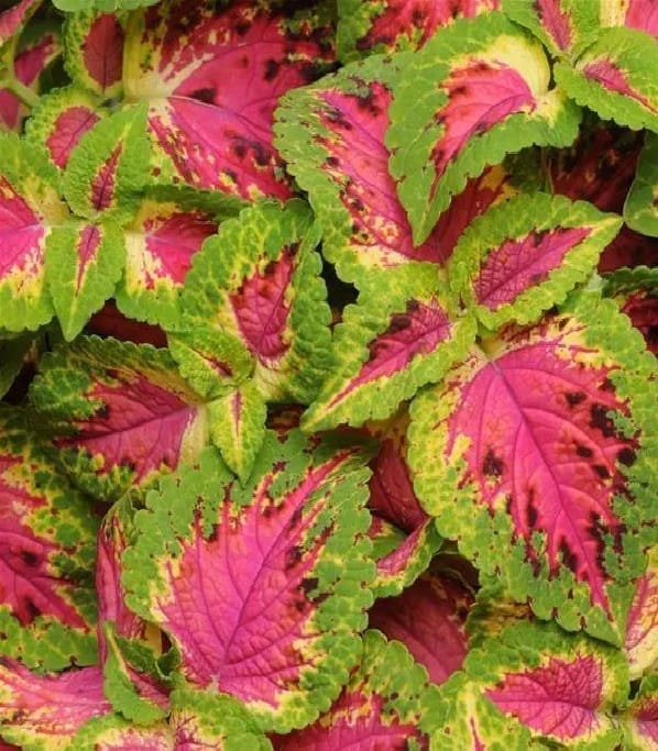 COLEUS PREM SUN WATERMELON SEEDS