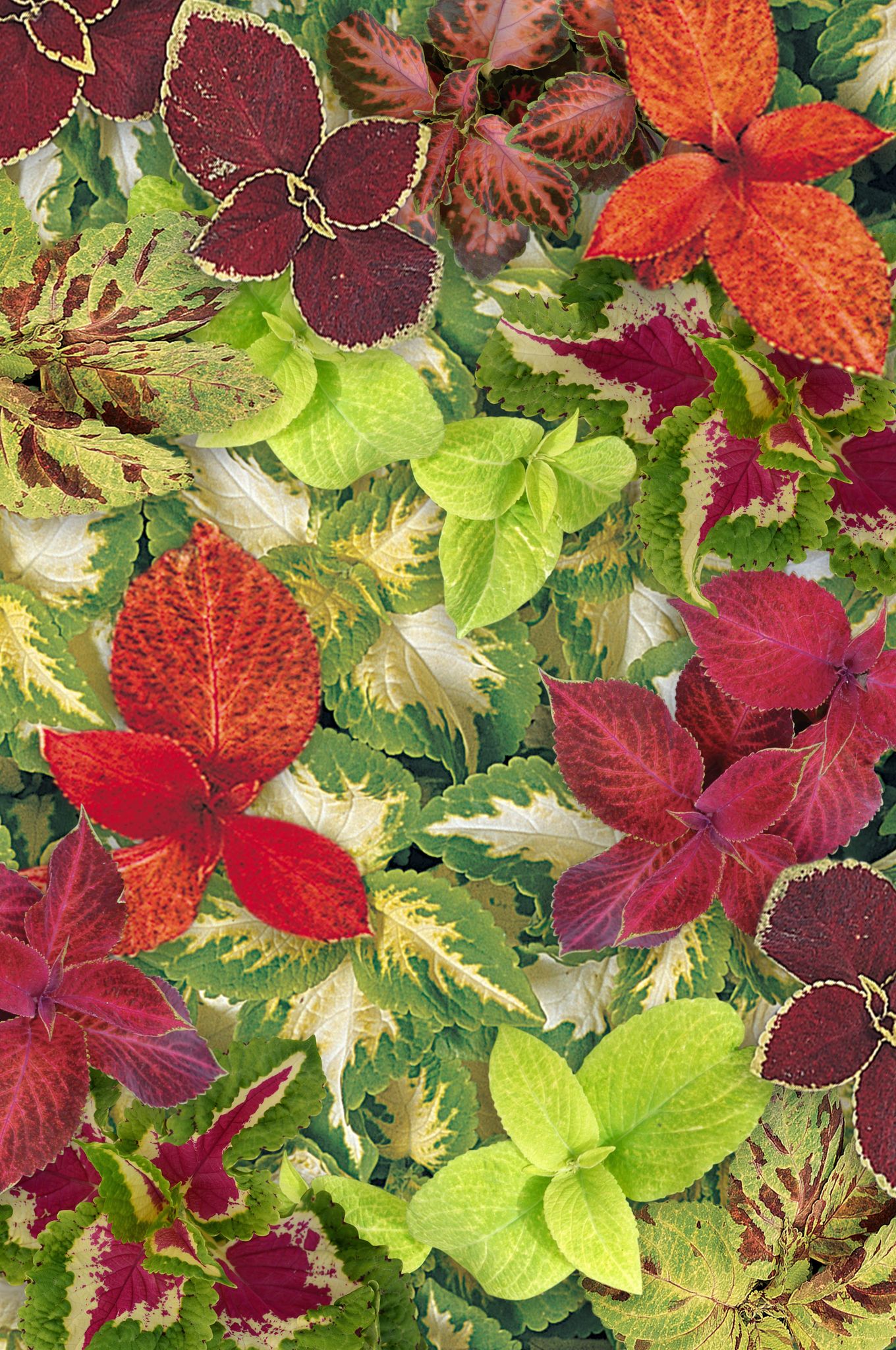 COLEUS WIZARD MIX SEEDS