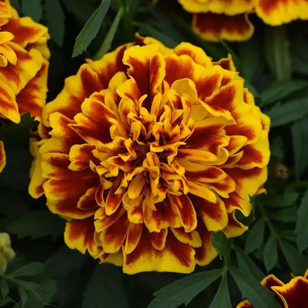 FRENCH MARIGOLD BONANZA BEE SEEDS