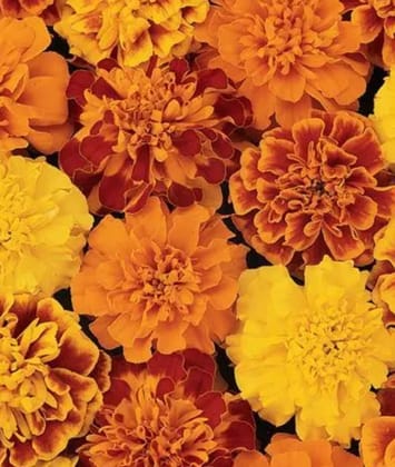 FRENCH MARIGOLD BONANZA MIX SEEDS