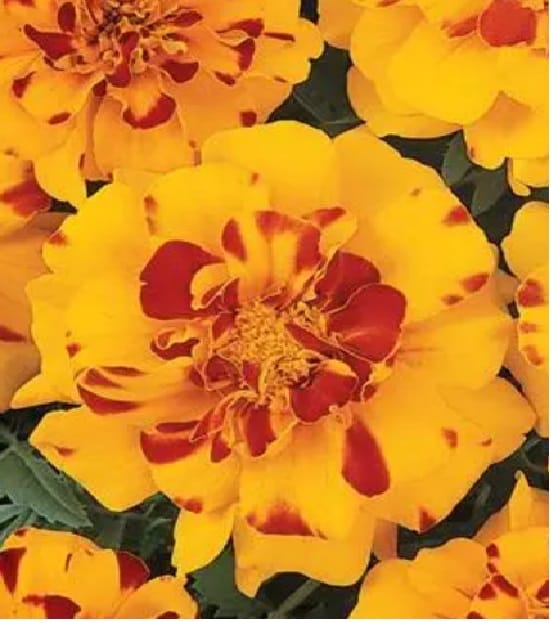 FRENCH MARIGOLD DURANGO BOLERO SEEDS