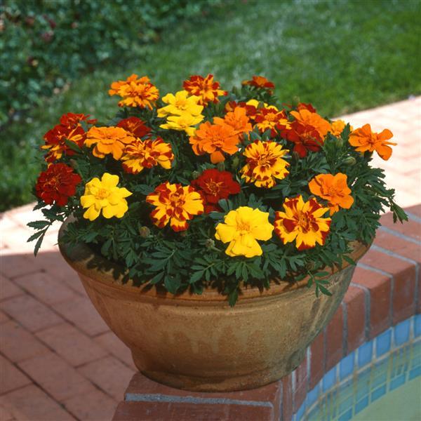 FRENCH MARIGOLD DURANGO MIX SEEDS