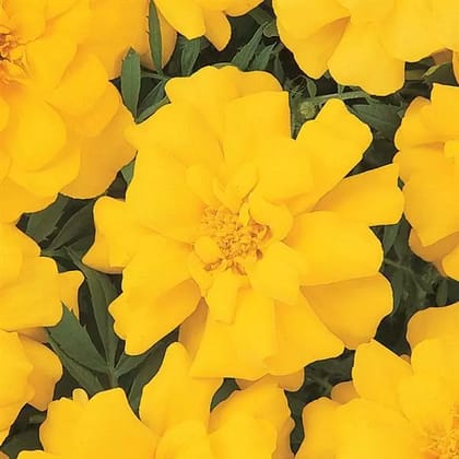 FRENCH MARIGOLD DURANGO YELLOW SEEDS