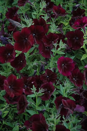 PETUNIA DEBONAIR BLACK CHEERY SEEDS