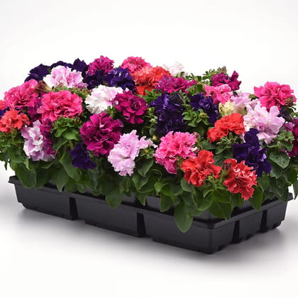 PETUNIA DOUBLE CASCADE MIX SEEDS