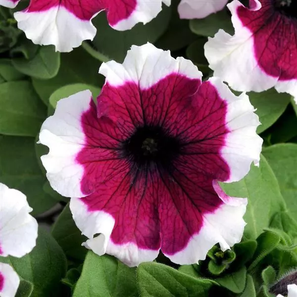 PETUNIA DREAMS BURGUNDY PICOTEE SEEDS