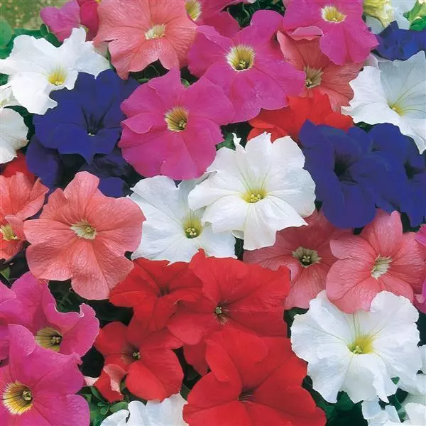 PETUNIA DREAMS MIX SEEDS