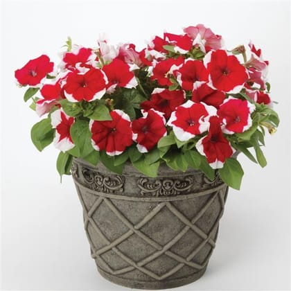 PETUNIA DREAMS RED PICOTEE SEEDS