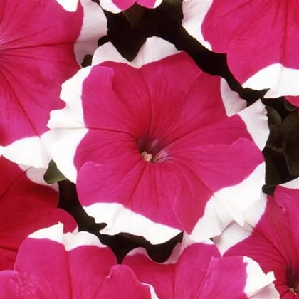 PETUNIA DREAMS ROSE PICOTEE SEEDS