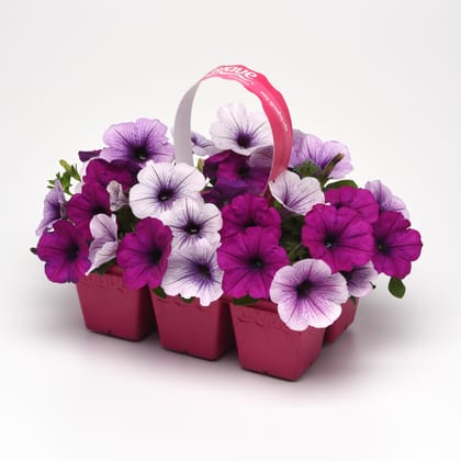 PETUNIA EASY WAVE MIX PL PUDDING SEEDS