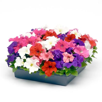 PETUNIA EZ RIDER MIX  FORMULA SEEDS