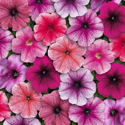 PETUNIA MIRAGE MIX SEEDS