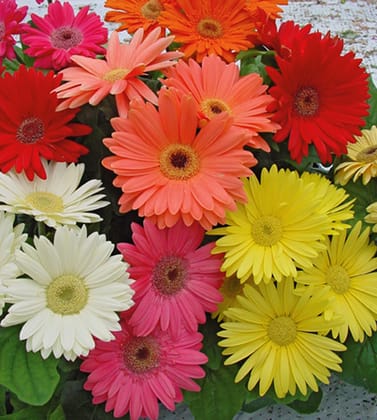 GERBERA MEGA REVOLUTION MIX SEEDS