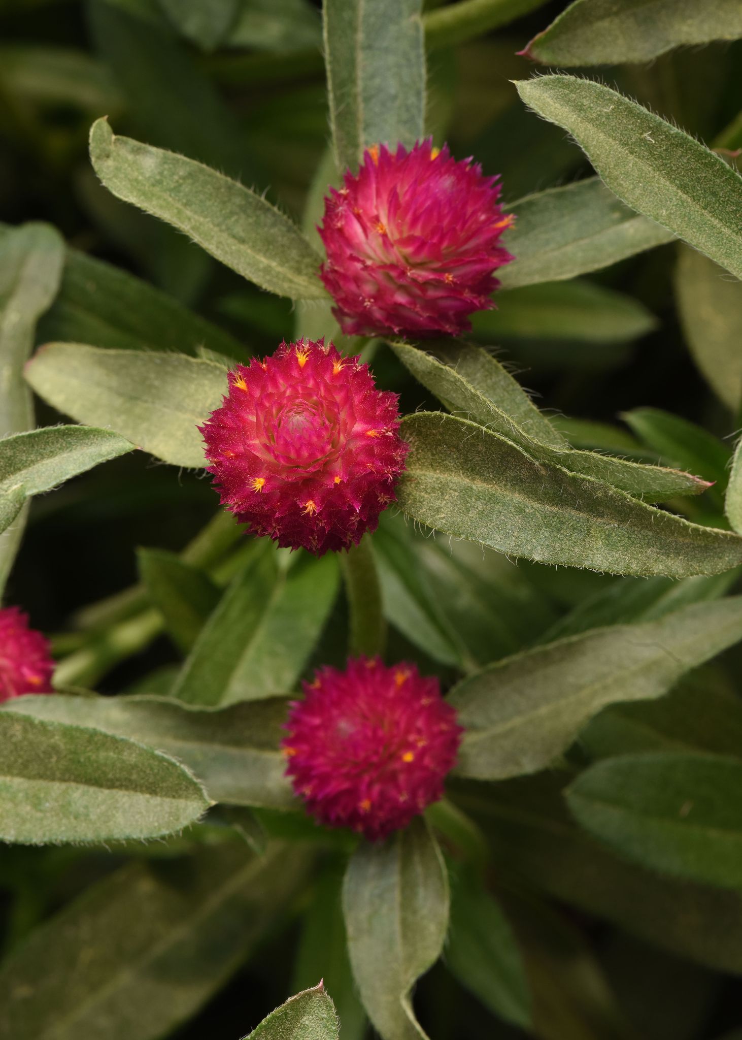 GOMPHRENA QIS CARMINE SEEDS