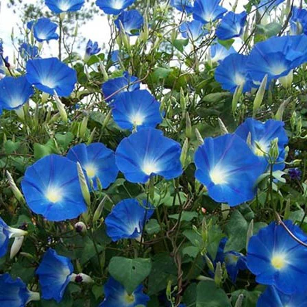 IPOMEA MORNING GLORY BLUE SEEDS