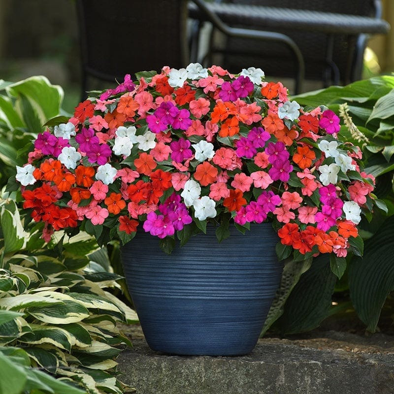 IMPATIENS  BEACON MIX SEEDS