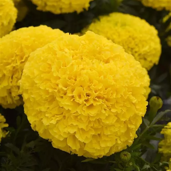 MARIGOLD MARVEL YELLOW SEEDS