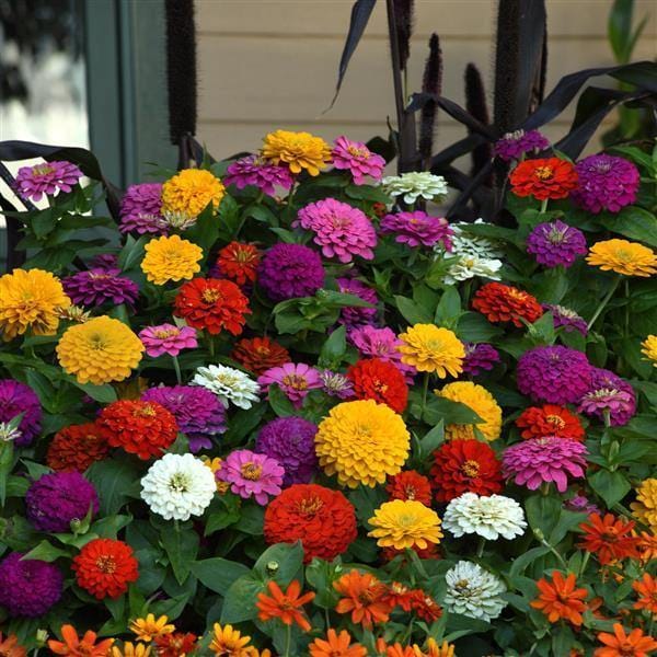 ZINNIA ZESTY MIX SEEDS