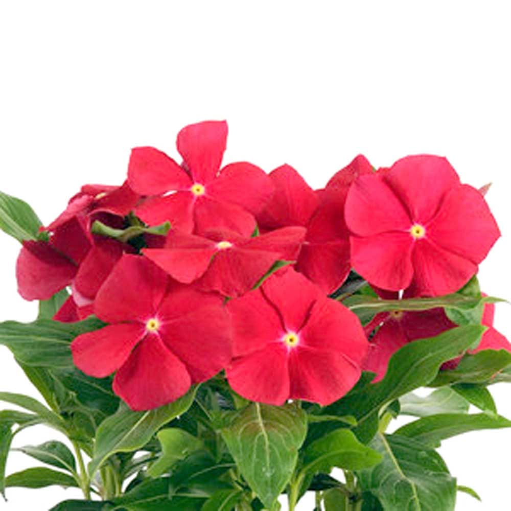 VINCA PACIFICA XP RED DARK SEEDS