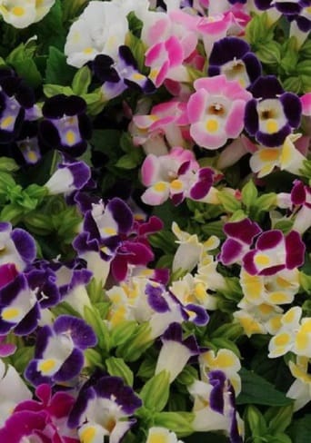 TORENIA KAUAI MIX SEEDS