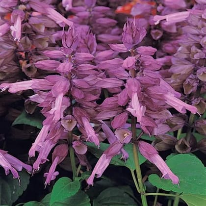 SALVIA VISTA LAVENDER SEEDS