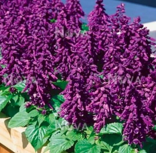 SALVIA VISTA PURPLE SEEDS