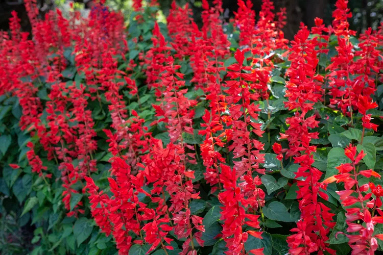 SALVIA VISTA RED SEEDS